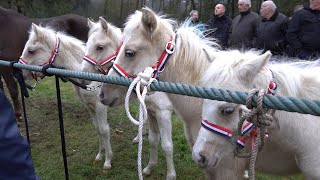 PAARDENMARKT LOTTUM 2024 Part 1 [upl. by Amelus]