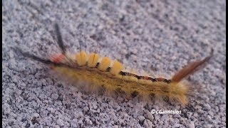 Whitemarked Tussock Moth Orgyia leucostigma [upl. by Alur]