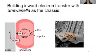 Engineering electroautotrophy [upl. by Marjory175]