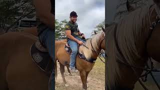 gera guerra e seu cavalo shogun vaqueiro gera guerra [upl. by Devonne]