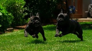 Slow Motion Puppies  Too Cute [upl. by Canotas8]