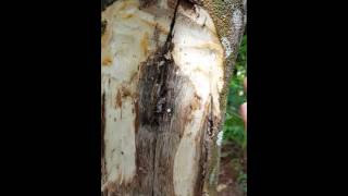 Inject Agarwood Tree for 3 month proses With Super 8i9 capsul inokuculant [upl. by Adiaj881]