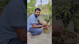 Escarlat jaboticaba in my garden fruiting trending shorts jaboticaba homegarden farming [upl. by Aneleairam]