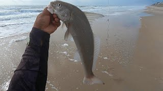 How to Catch Monster Sea Mullet From The Surf NC STYLE [upl. by Akeinahs]