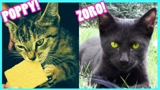 MEET POPPY amp ZORO  KITTIESMAMA [upl. by Arikat573]