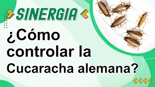 SINERGIA CAPITULO 1 Herramientas para control de cucaracha alemana [upl. by Tosch]