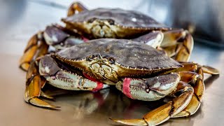 California Crab Snaring Crabbing for Beginners  The Salty Twins [upl. by Annahahs]