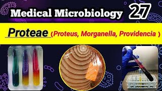 Proteus Morganella Providencia Proteae group شرح بالعربي [upl. by Analahs367]