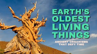 Earth’s Oldest Living Things Ancient Organisms That Defy Time [upl. by Eelirrem]