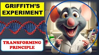 Griffith Experiment Explained  Bacterial Transformation  Class 12 Biology  NEET [upl. by Kcirevam]