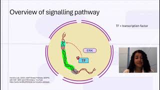 7 MAPK Pathway [upl. by Koosis]