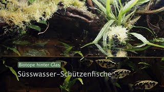 Schützenfische im Paludarium  Biotope hinter Glas [upl. by Sudnak]