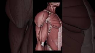 Serratus Anterior Muscle Action youtubeshorts youtube education anatomy [upl. by Clarey]