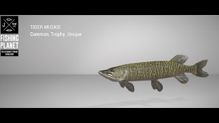 Fishing Planet  Saint Croix Lake  Unique  Tiger Muskie  Bottom [upl. by Madge]