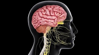 Physiology CNS  Motor  lecture 5  part 1  Basal Ganglia  DrNagi  Arabic [upl. by Sharyl]