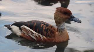 Fulvous whistling duck gender determination by listening to their call [upl. by Dibrin]