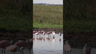 Roseate Spoonbills at Teal pond at Brazoria Wildlife Refuge pt 1 [upl. by Costanzia26]