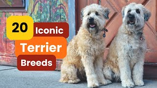 20 Iconic Terrier Breeds You Need to Know [upl. by Nicolea]