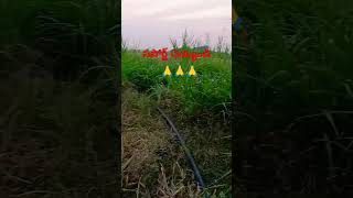 Village  agriculture  YouTube shorts  viral video  trending songs pleasesubscribe  cow [upl. by Ennaus]