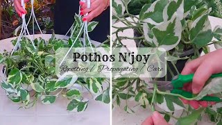 Pothos Njoy Repotting amp Propagating  Care  Pothos NJoy In Hanging Basket [upl. by Eissolf]