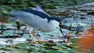 The gold fishes disappearing mystery solved  Blackcrowned night heron  תעלומת העלמות דגי הזהב [upl. by Eustis]