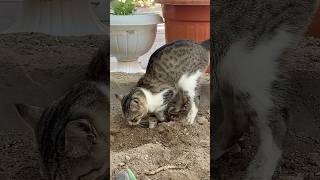 change my body pressure😂￼￼foryou birds jobyed vairalvideo cat [upl. by Wolfson28]