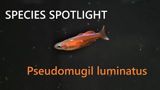 Species Spotlight  Pseudomugil Luminatus [upl. by Nnyleuqaj759]