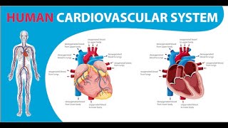 Introduction of Cardio Vascular System  Technician Hari [upl. by Souvaine]