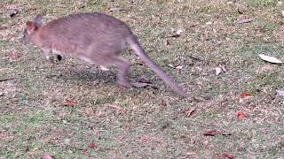 Pademelon at Visitor Centre of Crystal Shower Falls Dorrigo National Park NSW [upl. by Anilak846]