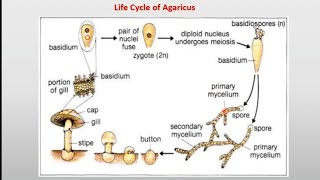 الفطريات البازيديهجزء ثانالباكسينيا جرامينيس عيش الغرابفطريات التفحم Puccinia graminisAgaricus [upl. by Sikko]