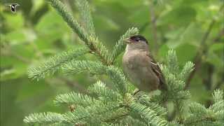 Goldencrowned Sparrow singing [upl. by Lohse]