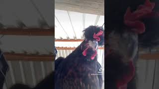 Mi pompón bonita 😍 horse pollo gallinas pollitos granja tiktokvideo trend [upl. by Perr]