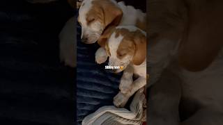 The cutest littermates music youtubeshort puppy [upl. by Halian]