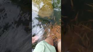 Collection Amazing Catch Turtles Axolotls Fish Ornamental Catfish Snails amp Ornamental Fish crab [upl. by Bopp]