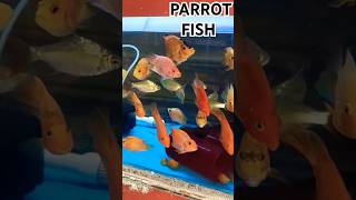 PARROT FISHparrotfishparrotfishtankaquariumaquariumfishgoldfishworldfishtankfishspeciespet [upl. by Aitnwahs]