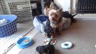 Yorkshire Terrier Puppies 6 weeks old playing [upl. by Erdman353]