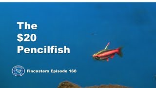 The 20 Pencilfish in the Tannin Aquarium Fincasters Episode 168 [upl. by Saundra]