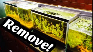 Remove Yellow Tannin Water from Aquarium [upl. by Warde]