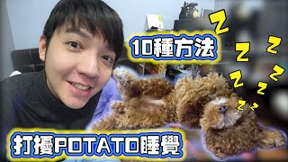 用10种方法吵醒我的狗狗POTATO！太好笑太可爱了 哈哈哈！ [upl. by Merton483]