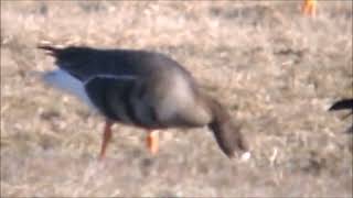 Gęś grenlandzka Anser albifrons flavirostris Greenland Whitefronted Goose [upl. by Etnuhs]