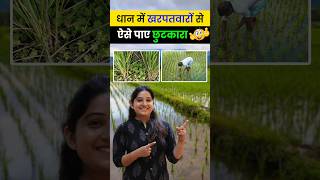 धान में post emergence weed management l Dhan Ki Kheti dhan paddy farming agrostar shorts [upl. by Ordnagela]