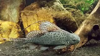 Synodontis Eupterus aka African Featherfin Squeaker Catfish [upl. by Enamrej440]