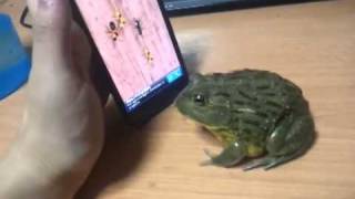 crapaud joue avec un smartphone [upl. by Aibos310]