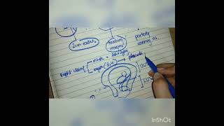 Obstetric Emergencies Placenta Previa Part 1 obstetricsandgynecology obstetrics [upl. by Abita]