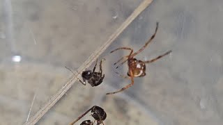 Northern black widow Spiderlings feeding [upl. by Leirda863]