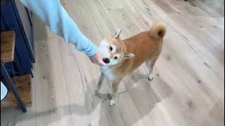 The secret of Shiba dog training 2  Traini APP traini Traini APPdogtraining puppytraining [upl. by Irt]