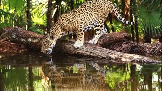 Second Glance at a Jaguar by Ted Hughes [upl. by Enirehtak681]