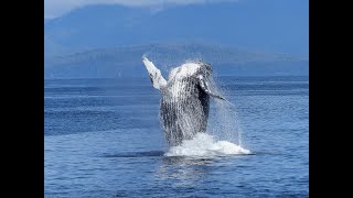 top 10 jumping of giant whale out of water [upl. by Avonasac]