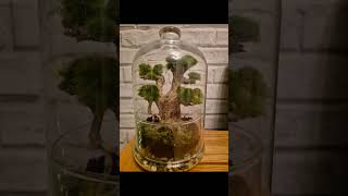 Terrariums made by Aquariums amp Terrariums [upl. by Wells]