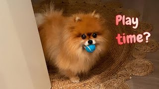 Pomeranians at 1 Energy [upl. by Othilia82]